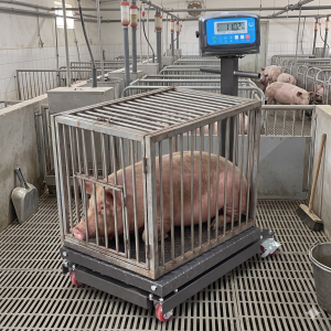 Cân bàn cân lợn OSK có bánh xe tải trọng 500kg